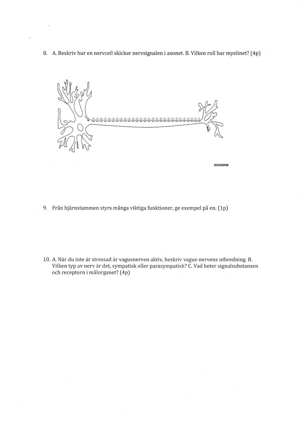 Fr&n hjiirnstammen styrs minga viktiga funktioner, ge exempel pi en. [1p) 10. A.