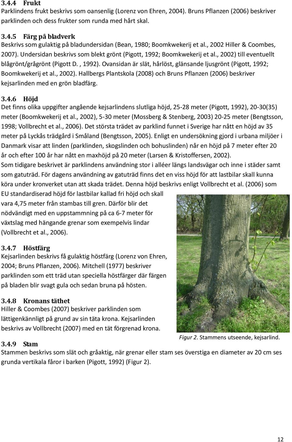 Ovansidan är slät, hårlöst, glänsande ljusgrönt (Pigott, 1992; Boomkwekerij et al., 2002). Hallbergs Plantskola (2008) och Bruns Pflanzen (2006) beskriver kejsarlinden med en grön bladfärg. 3.4.