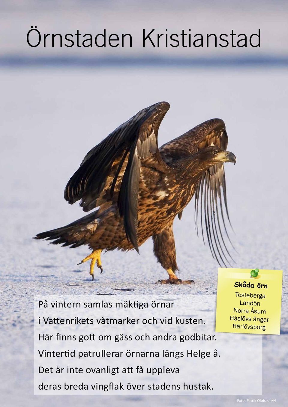 Vintertid patrullerar örnarna längs Helge å.