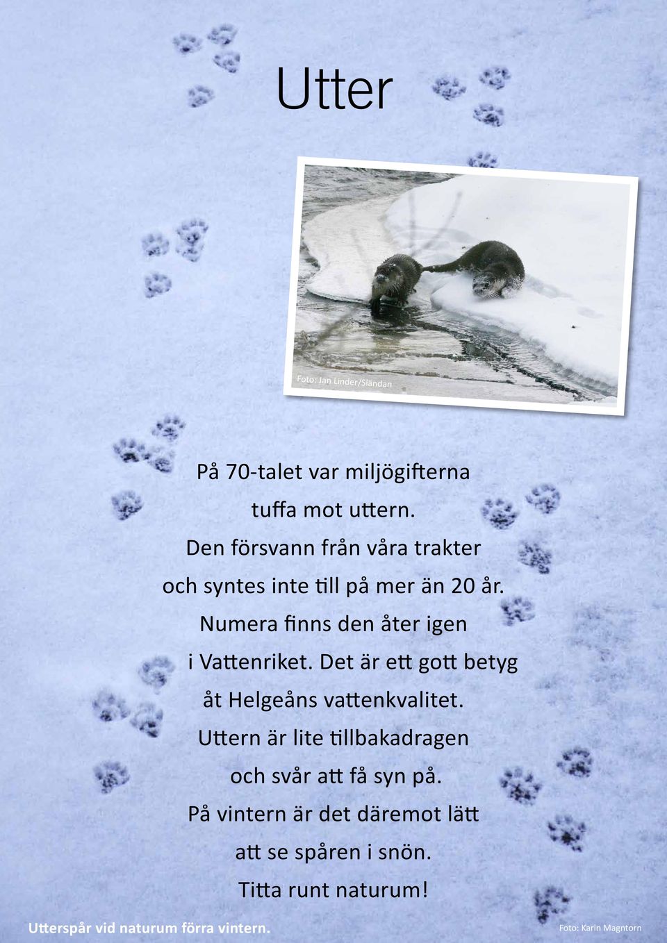 Numera finns den åter igen i Vattenriket. Det är ett gott betyg åt Helgeåns vattenkvalitet.