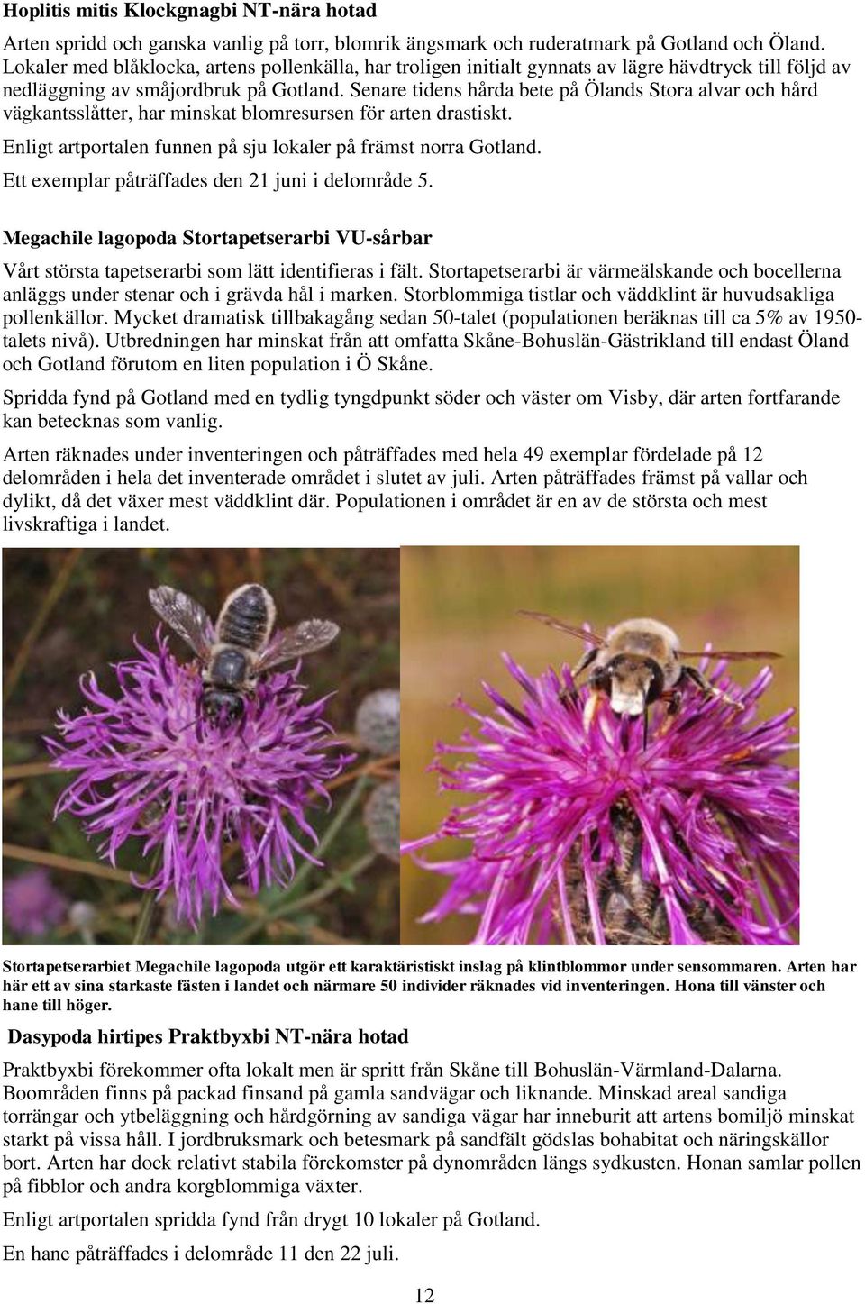 Senare tidens hårda bete på Ölands Stora alvar och hård vägkantsslåtter, har minskat blomresursen för arten drastiskt. Enligt artportalen funnen på sju lokaler på främst norra Gotland.
