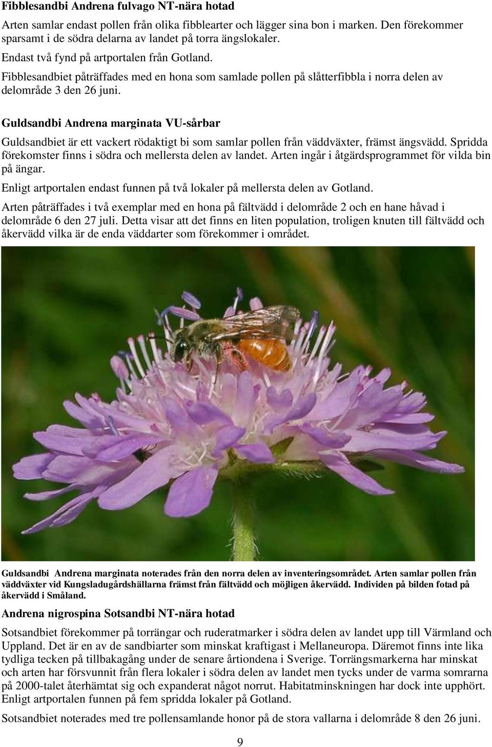 Guldsandbi Andrena marginata VU-sårbar Guldsandbiet är ett vackert rödaktigt bi som samlar pollen från väddväxter, främst ängsvädd. Spridda förekomster finns i södra och mellersta delen av landet.