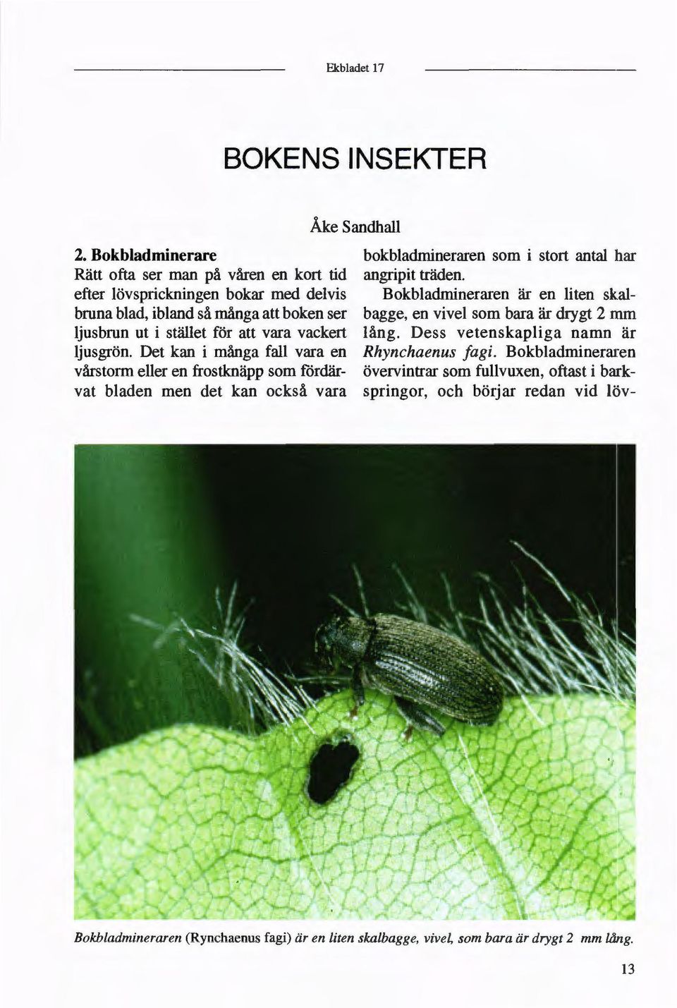 vara vackert lång. Dess vetenskapliga namn är ljusgrön. Det kan i många fall vara en Rhynchaenus fagi.
