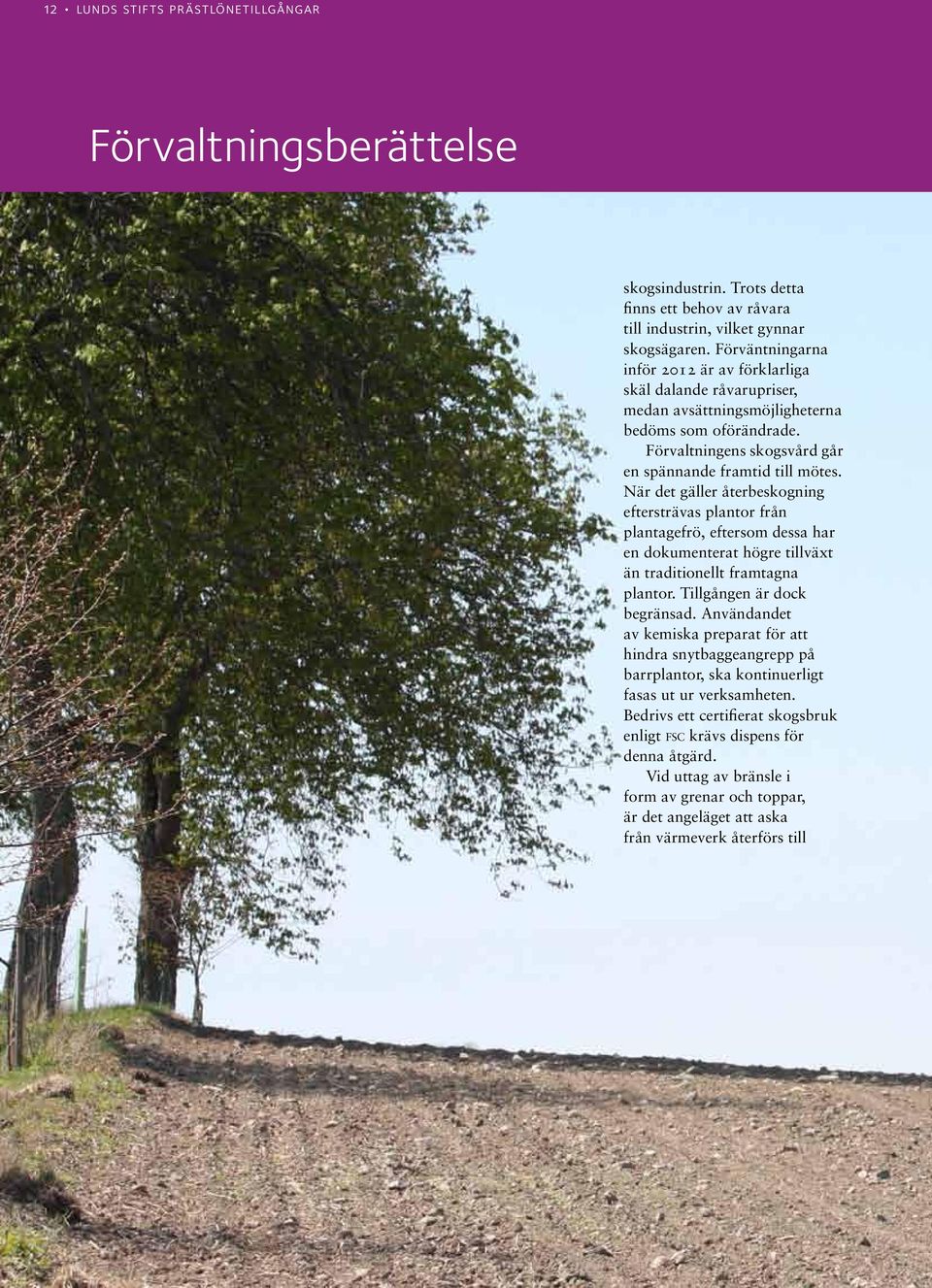 När det gäller återbeskogning eftersträvas plantor från plantagefrö, eftersom dessa har en dokumenterat högre tillväxt än traditionellt framtagna plantor. Tillgången är dock begränsad.