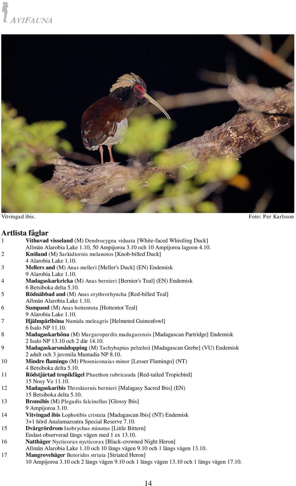10. 4 Madagaskarkricka (M) Anas bernieri [Bernier's Teal] (EN) Endemisk 6 Betsiboka delta 5.10. 5 Rödnäbbad and (M) Anas erythrorhyncha [Red-billed Teal] Allmän Alarobia Lake 1.10. 6 Sumpand (M) Anas hottentota [Hottentot Teal] 9 Alarobia Lake 1.