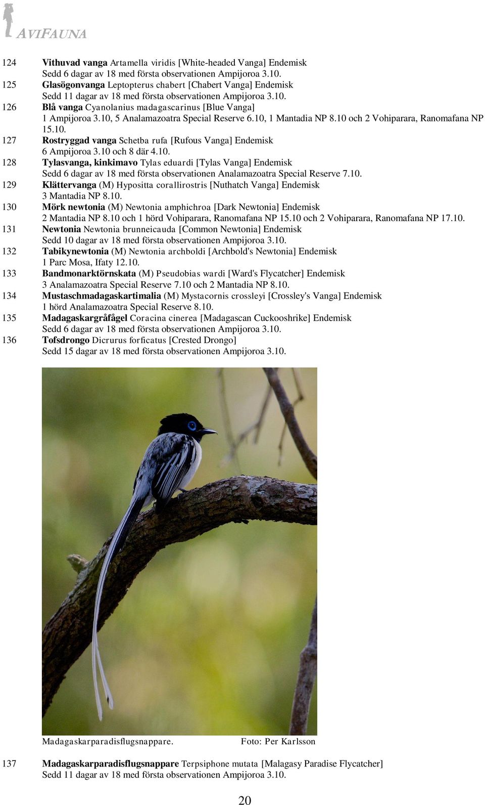 10, 5 Analamazoatra Special Reserve 6.10, 1 Mantadia NP 8.10 och 2 Vohiparara, Ranomafana NP 15.10. 127 Rostryggad vanga Schetba rufa [Rufous Vanga] Endemisk 6 Ampijoroa 3.10 och 8 där 4.10. 128 Tylasvanga, kinkimavo Tylas eduardi [Tylas Vanga] Endemisk Sedd 6 dagar av 18 med första observationen Analamazoatra Special Reserve 7.