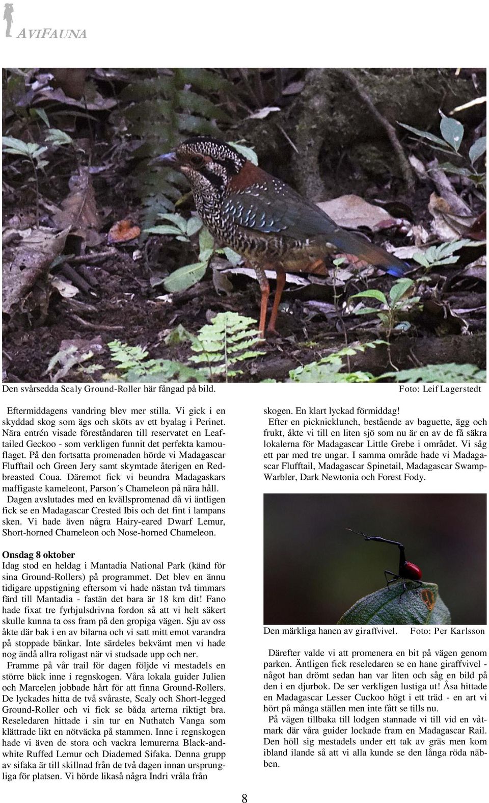 På den fortsatta promenaden hörde vi Madagascar Flufftail och Green Jery samt skymtade återigen en Redbreasted Coua.