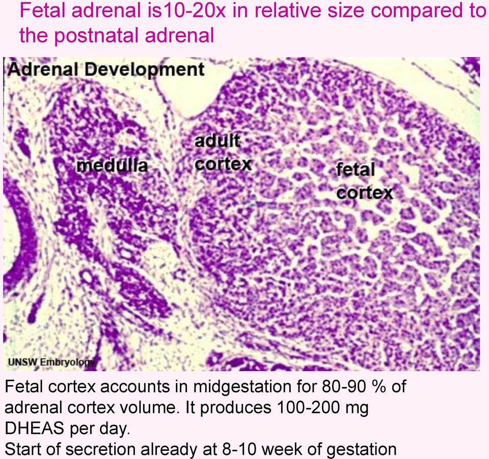 80-90 % of adrenal cortex volume.