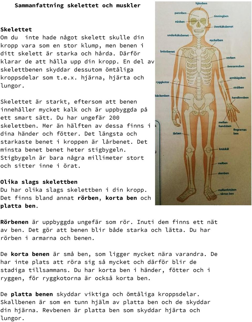 Skelettet är starkt, eftersom att benen innehåller mycket kalk och är uppbyggda på ett smart sätt. Du har ungefär 200 skelettben. Mer än hälften av dessa finns i dina händer och fötter.