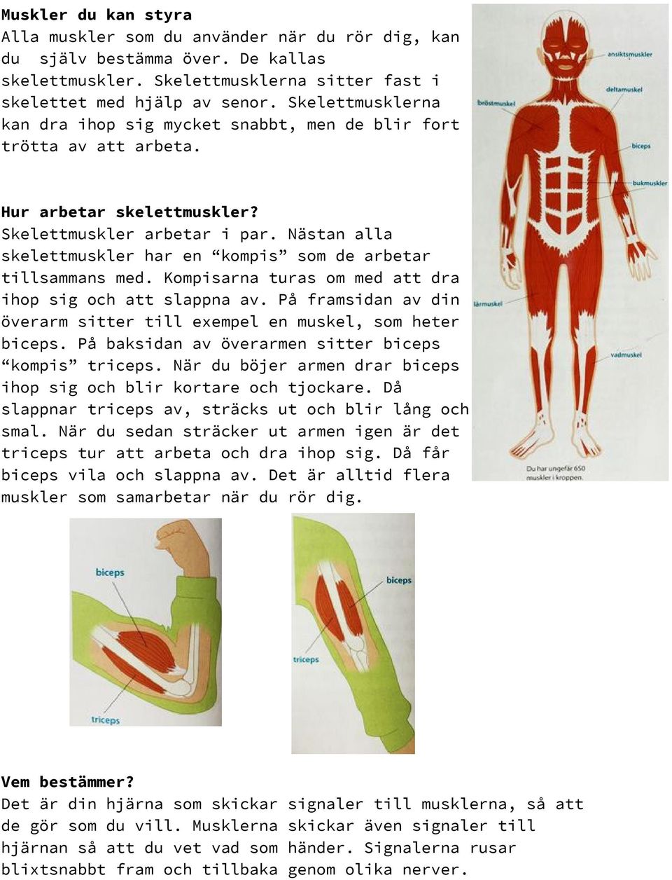 Nästan alla skelettmuskler har en kompis som de arbetar tillsammans med. Kompisarna turas om med att dra ihop sig och att slappna av.