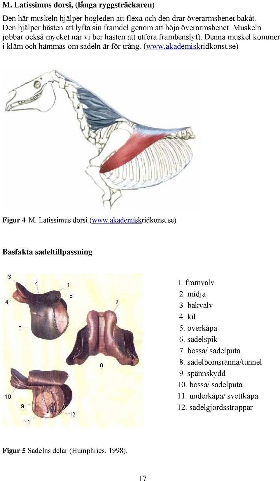 Denna muskel kommer i kläm och hämmas om sadeln är för trång. (www.akademiskridkonst.se) Figur 4 M. Latissimus dorsi (www.akademiskridkonst.se) Basfakta sadeltillpassning 1.