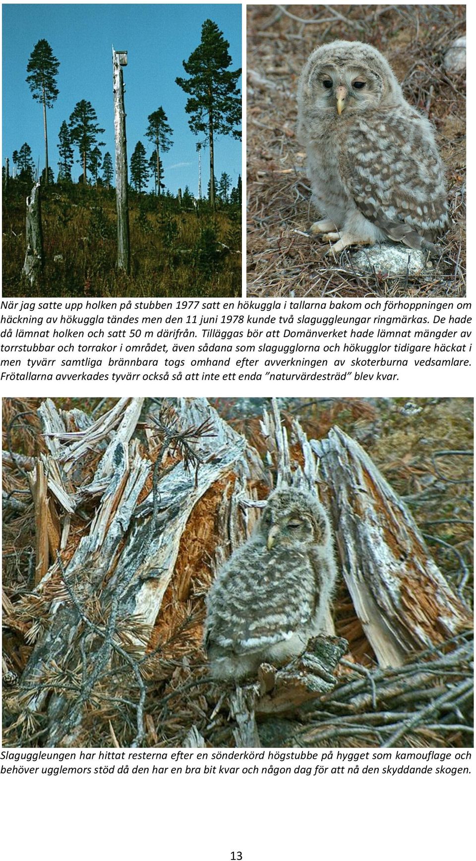 Tilläggas bör att Domänverket hade lämnat mängder av torrstubbar och torrakor i området, även sådana som slagugglorna och hökugglor tidigare häckat i men tyvärr samtliga brännbara togs