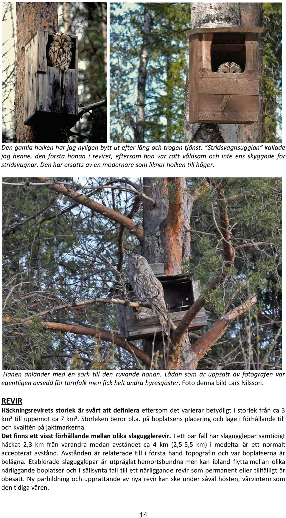 Hanen anländer med en sork till den ruvande honan. Lådan som är uppsatt av fotografen var egentligen avsedd för tornfalk men fick helt andra hyresgäster. Foto denna bild Lars Nilsson.