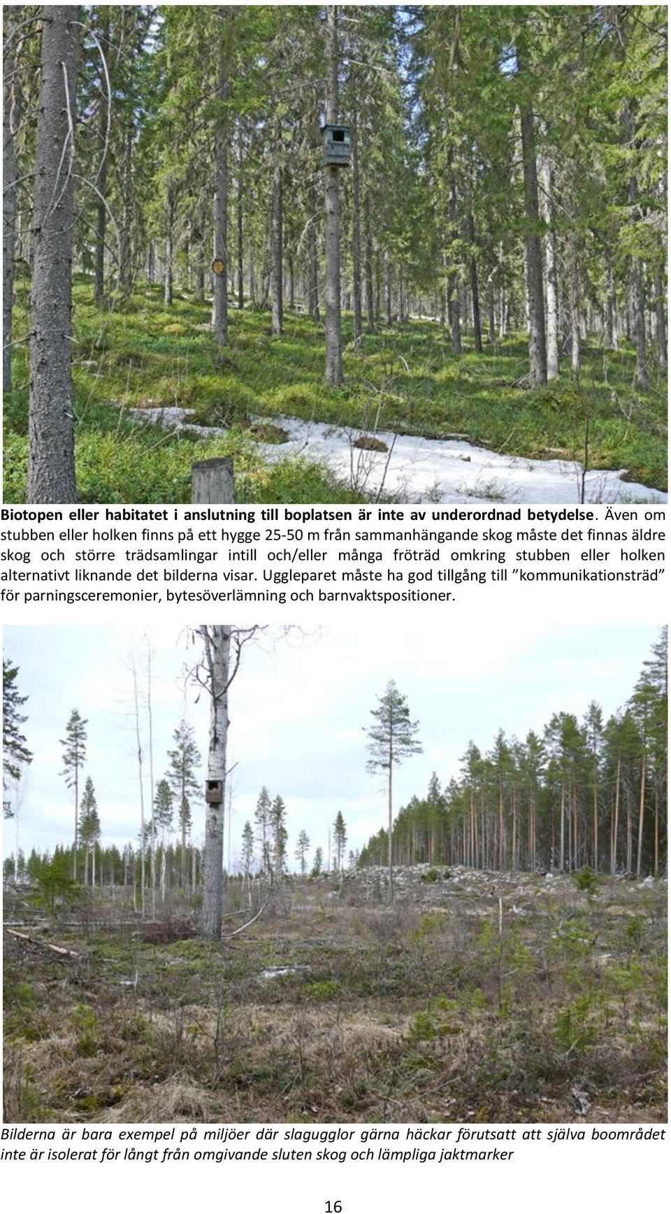många fröträd omkring stubben eller holken alternativt liknande det bilderna visar.