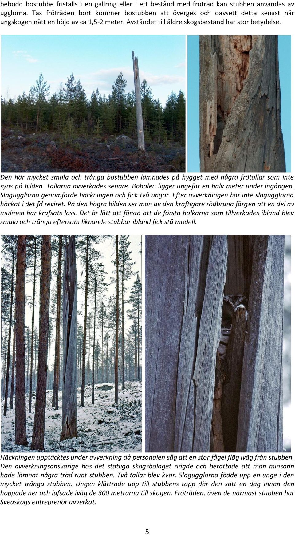 Den här mycket smala och trånga bostubben lämnades på hygget med några frötallar som inte syns på bilden. Tallarna avverkades senare. Bobalen ligger ungefär en halv meter under ingången.