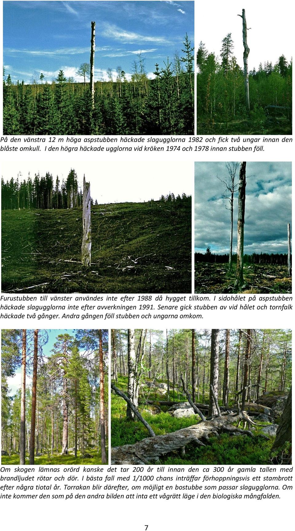 Senare gick stubben av vid hålet och tornfalk häckade två gånger. Andra gången föll stubben och ungarna omkom.