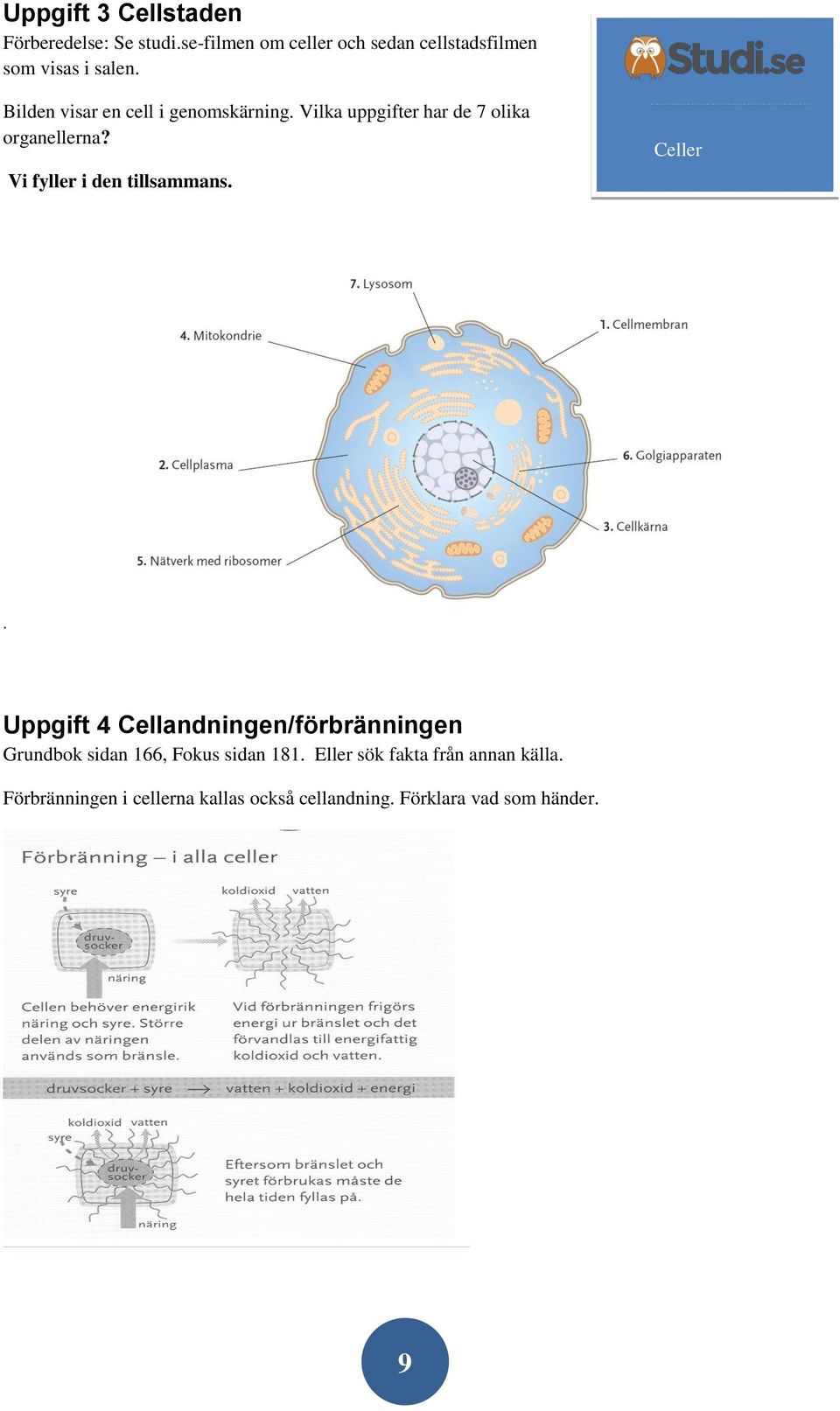 Vilka uppgifter har de 7 olika organellerna? Vi fyller i den tillsammans. Celler.