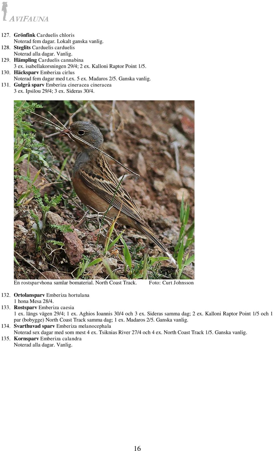 Gulgrå sparv Emberiza cineracea cineracea 3 ex. Ipsilou 29/4; 3 ex. Sideras 30/4. En rostsparvhona samlar bomaterial. North Coast Track. 132. Ortolansparv Emberiza hortulana 1 hona Mesa 28/4. 133.