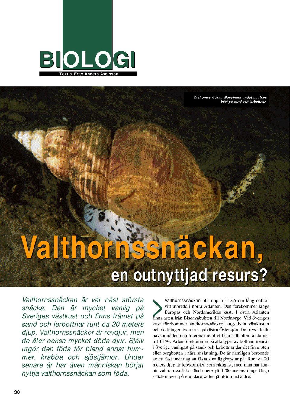 Valthornssnäckor är rovdjur, men de äter också mycket döda djur. Själv utgör den föda för bland annat hummer, krabba och sjöstjärnor.
