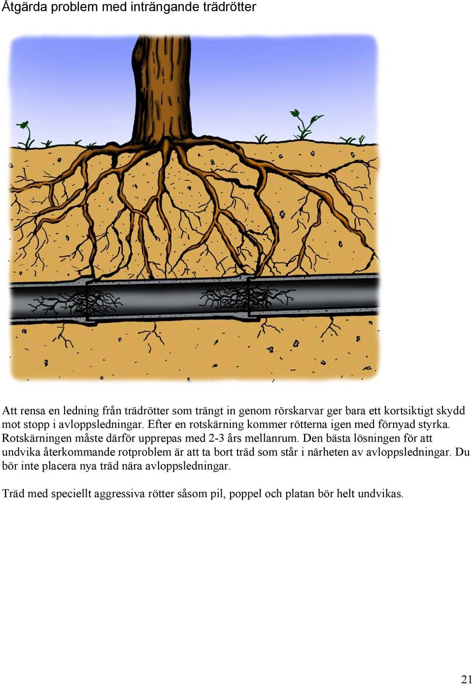 Rotskärningen måste därför upprepas med 2-3 års mellanrum.