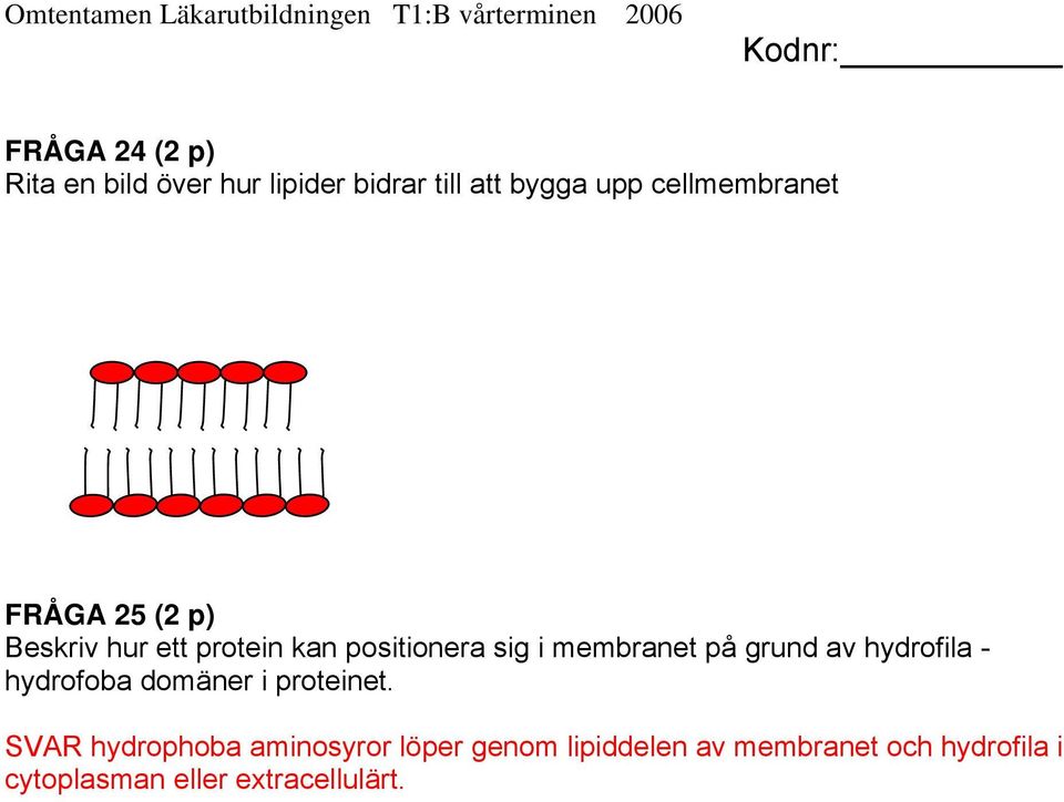 membranet på grund av hydrofila - hydrofoba domäner i proteinet.
