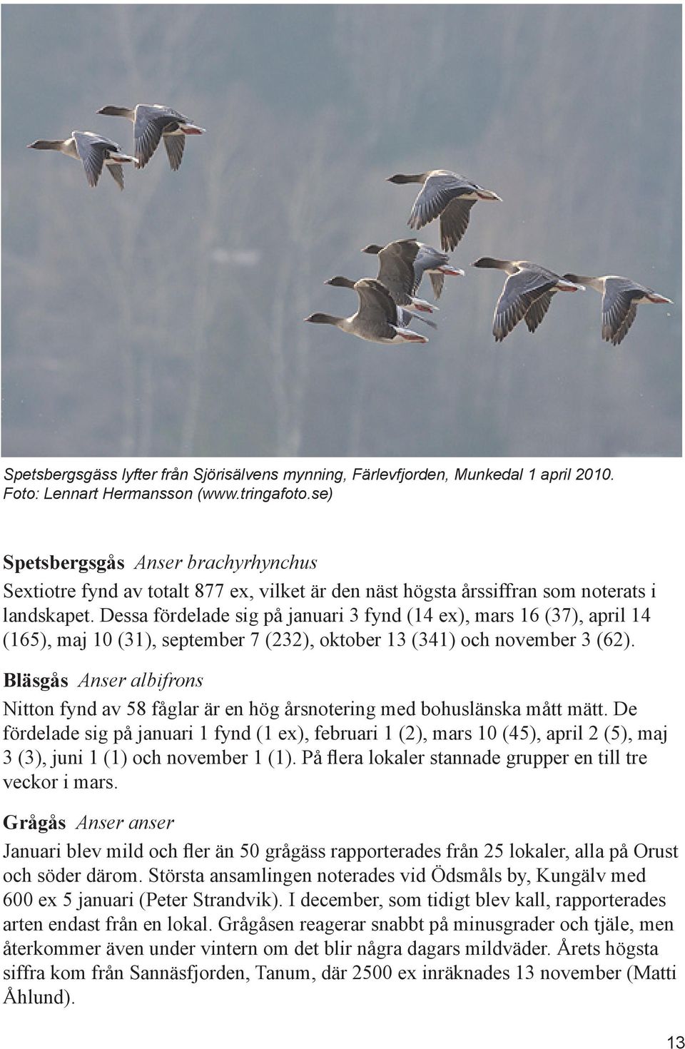 Dessa fördelade sig på januari 3 fynd (14 ex), mars 16 (37), april 14 (165), maj 10 (31), september 7 (232), oktober 13 (341) och november 3 (62).