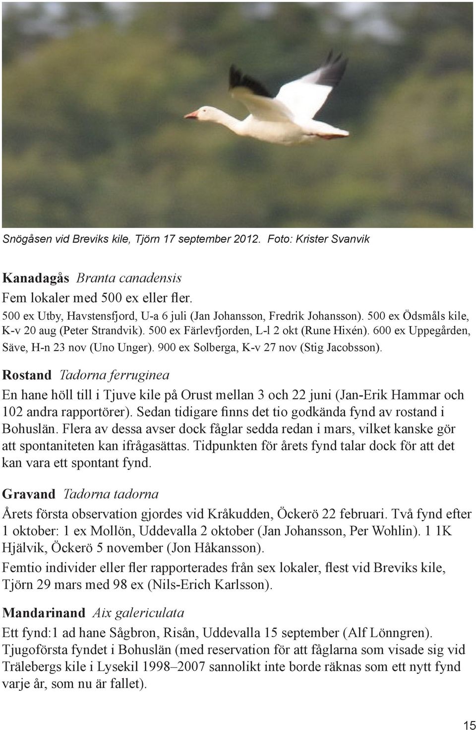 600 ex Uppegården, Säve, H-n 23 nov (Uno Unger). 900 ex Solberga, K-v 27 nov (Stig Jacobsson).