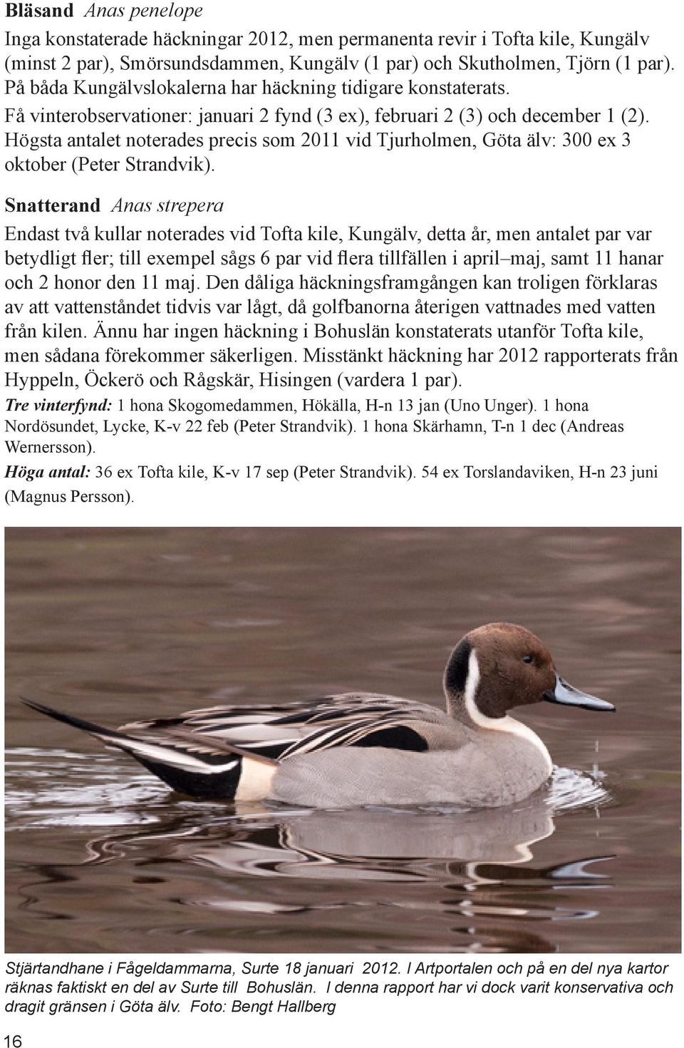 Högsta antalet noterades precis som 2011 vid Tjurholmen, Göta älv: 300 ex 3 oktober (Peter Strandvik).