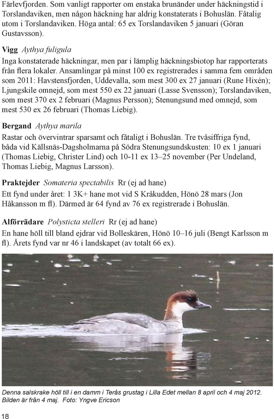 Ansamlingar på minst 100 ex registrerades i samma fem områden som 2011: Havstensfjorden, Uddevalla, som mest 300 ex 27 januari (Rune Hixén); Ljungskile omnejd, som mest 550 ex 22 januari (Lasse