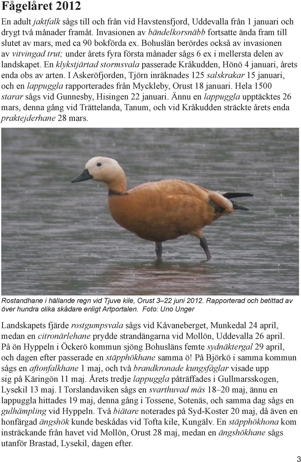 Bohuslän berördes också av invasionen av vitvingad trut; under årets fyra första månader sågs 6 ex i mellersta delen av landskapet.