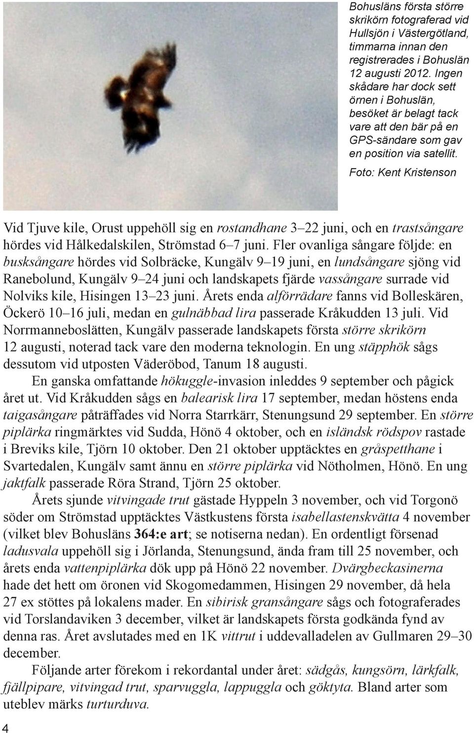 Foto: Kent Kristenson Vid Tjuve kile, Orust uppehöll sig en rostandhane 3 22 juni, och en trastsångare hördes vid Hålkedalskilen, Strömstad 6 7 juni.