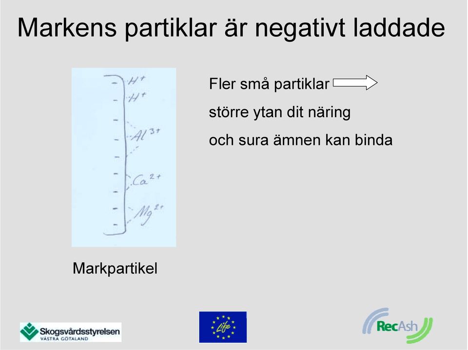 större ytan dit näring och