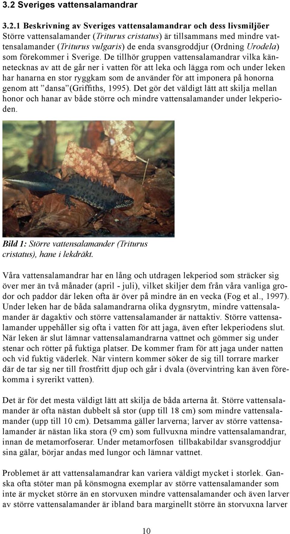 De tillhör gruppen vattensalamandrar vilka kännetecknas av att de går ner i vatten för att leka och lägga rom och under leken har hanarna en stor ryggkam som de använder för att imponera på honorna