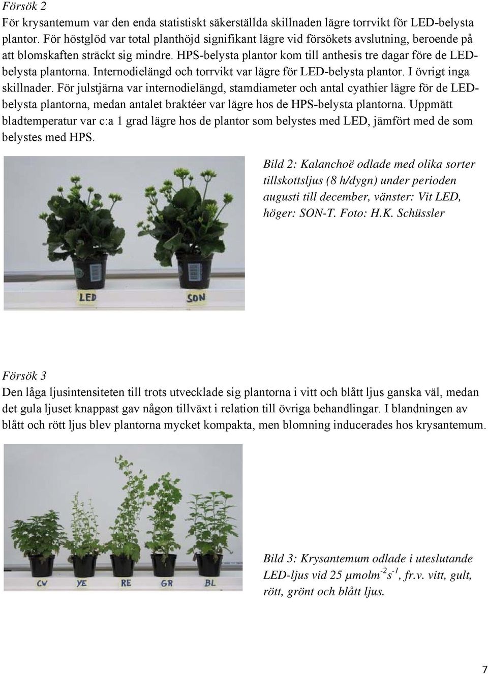 HPS-belysta plantor kom till anthesis tre dagar före de LEDbelysta plantorna. Internodielängd och torrvikt var lägre för LED-belysta plantor. I övrigt inga skillnader.