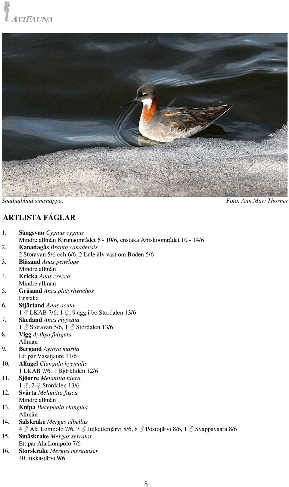 Stjärtand Anas acuta 1 LKAB 7/6, 1, 9 ägg i bo Stordalen 13/6 7. Skedand Anas clypeata 1 Storavan 5/6, 1 Stordalen 13/6 8. Vigg Aythya fuligula 9. Bergand Aythya marila Ett par Vassijaure 11/6 10.