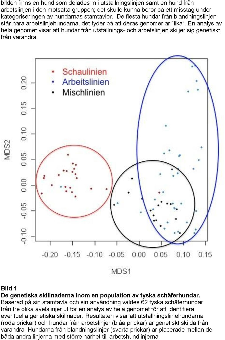 En analys av hela genomet visar att hundar från utställnings- och arbetslinjen skiljer sig genetiskt från varandra. Bild 1 De genetiska skillnaderna inom en population av tyska schäferhundar.