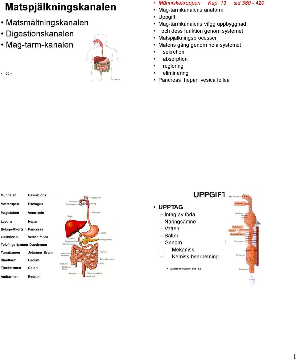 Munhålan Cavum oris Matstrupen Esofagus Magsäcken Ventrikeln Levern Hepar Bukspottkörteln Pancreas Gallblåsan Vesica fellea Tolvfingertarmen Duodenum Tunntarmen Jejunum ileum