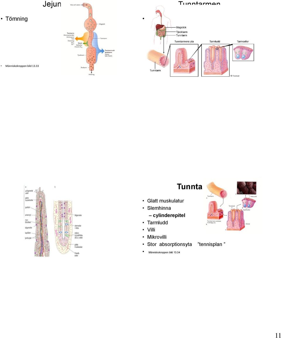 cylinderepitel Tarmludd Villi Mikrovilli Stor