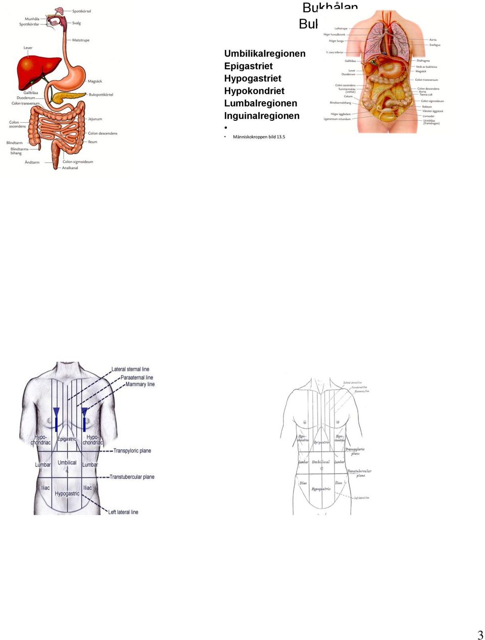 Umbilikalregionen Epigastriet