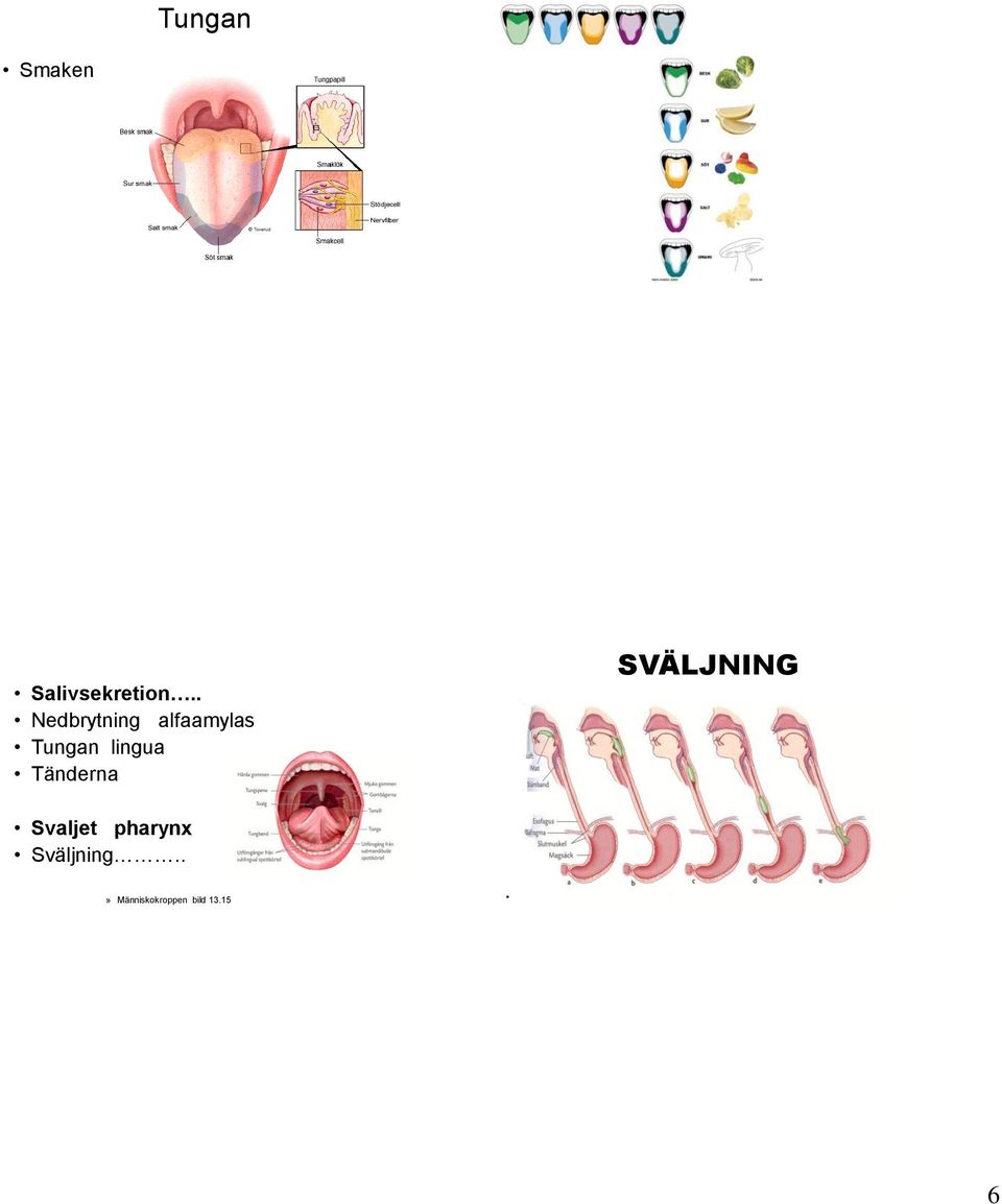 Tänderna SVÄLJNING Svaljet pharynx