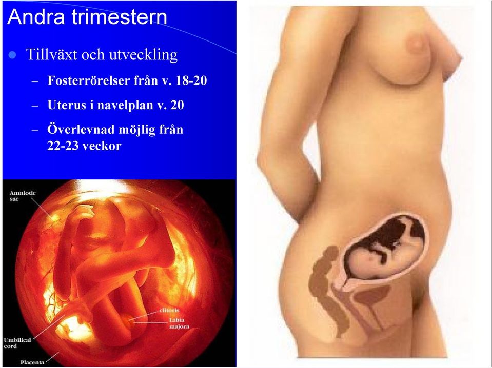 18-20 Uterus i navelplan v.