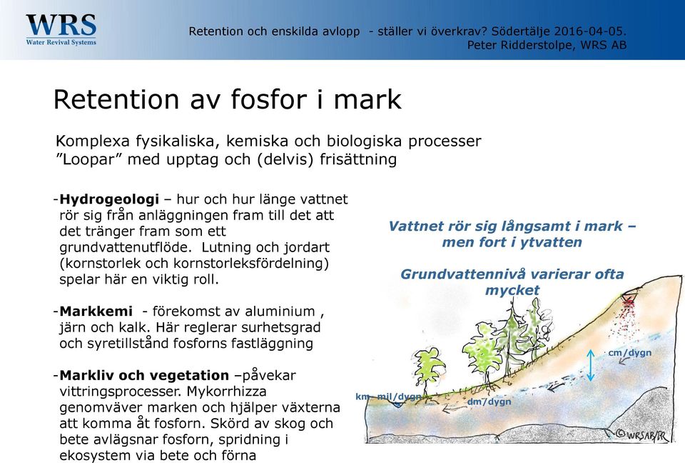 Här reglerar surhetsgrad och syretillstånd fosforns fastläggning Vattnet rör sig långsamt i mark men fort i ytvatten Grundvattennivå varierar ofta mycket cm/dygn -Markliv och vegetation påvekar