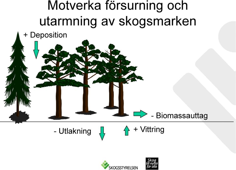 av skogsmarken -