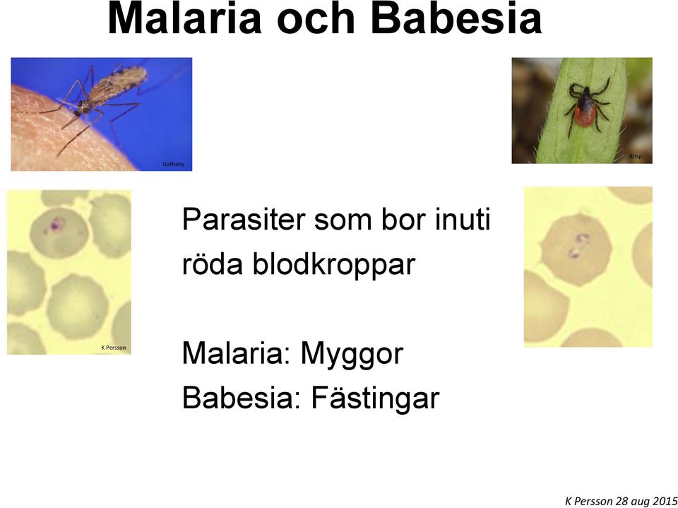 blodkroppar K Persson Malaria: