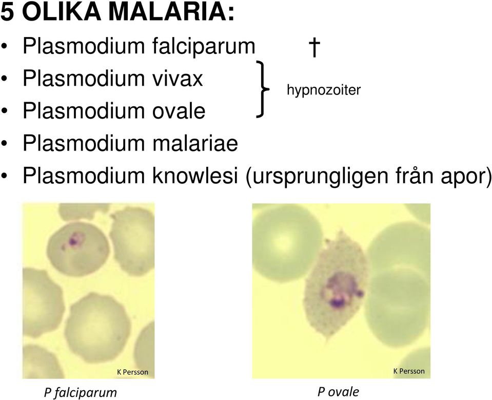 malariae hypnozoiter Plasmodium knowlesi