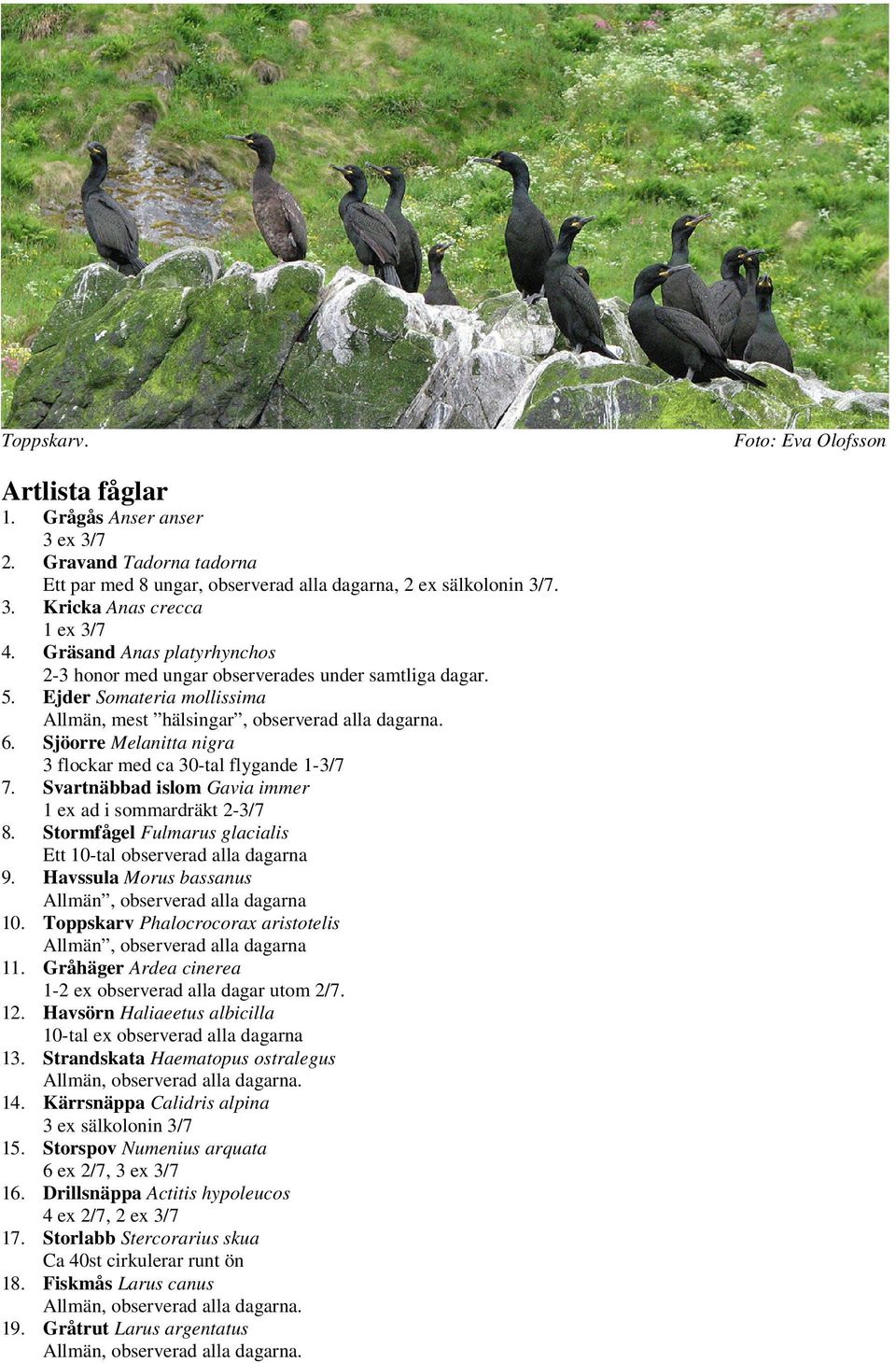 Sjöorre Melanitta nigra 3 flockar med ca 30-tal flygande 1-3/7 7. Svartnäbbad islom Gavia immer 1 ex ad i sommardräkt 2-3/7 8. Stormfågel Fulmarus glacialis Ett 10-tal observerad alla dagarna 9.