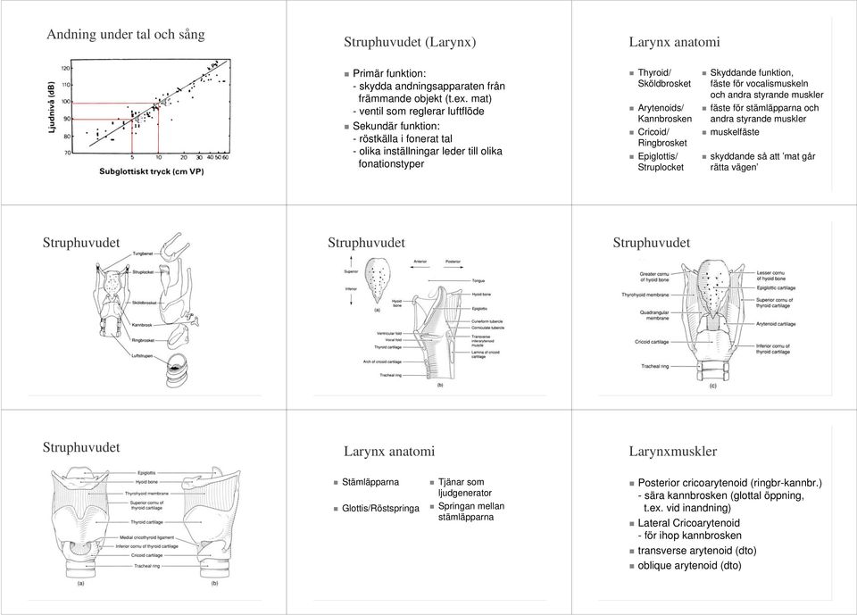 Ringbrosket Epiglottis/ Struplocket Skyddande funktion, fäste för vocalismuskeln och andra styrande muskler fäste för stämläpparna och andra styrande muskler muskelfäste skyddande så att mat går
