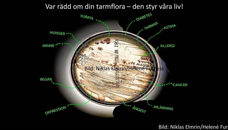 Bild: Niklas Elmrin/Helené