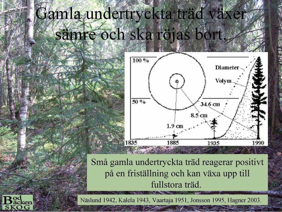 friställning och kan växa upp till fullstora träd.