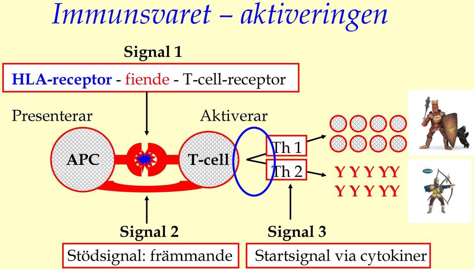 APC T-cell Th 1 Th 2 Y Y Y YY Y Y Y YY Signal 2